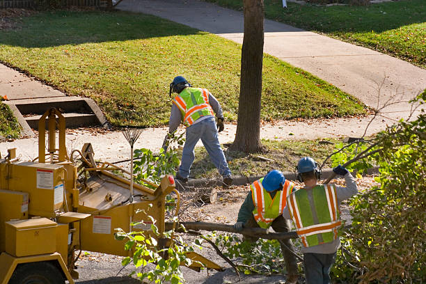 Best Lawn Watering Services  in Norwood, PA